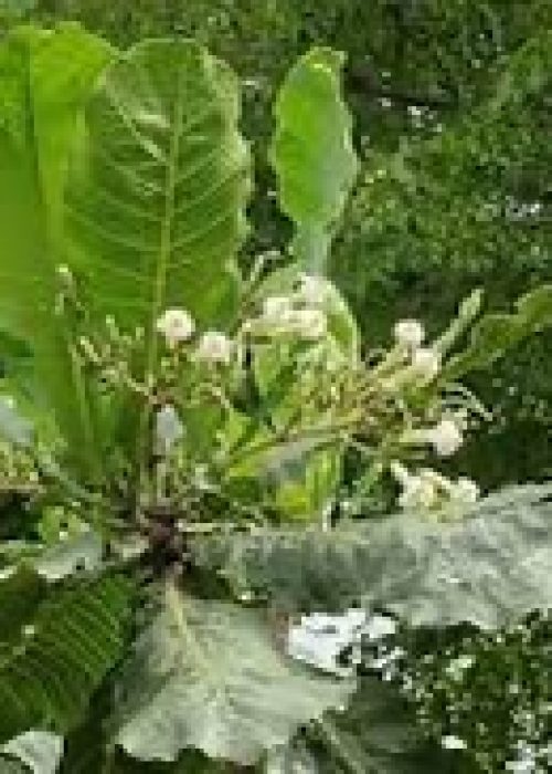 2D250420-4022-4973-9EBF-3253B7F0BE13_4_5005_c