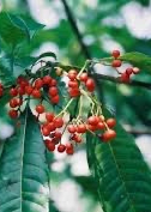 543214DB-19EE-48C2-A9D2-AB359696804C_4_5005_c